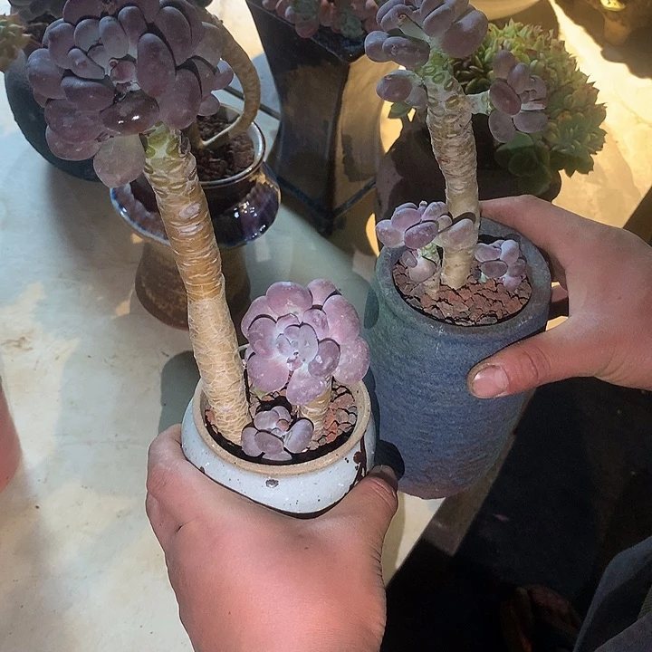 多肉植物一物一拍