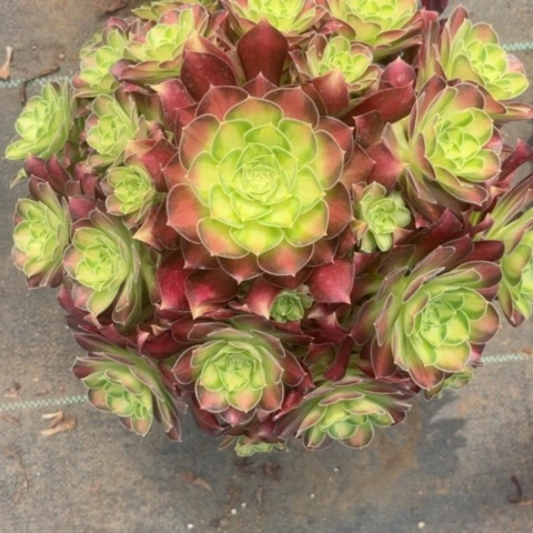 多肉植物韶华锦。