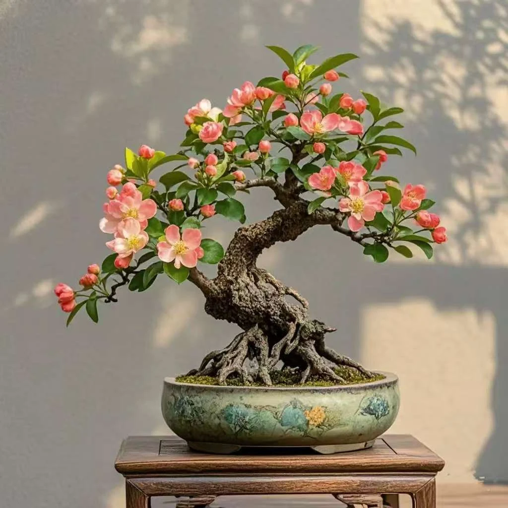 精品造型海棠老桩盆景直播间一物一拍【拍品不包邮】