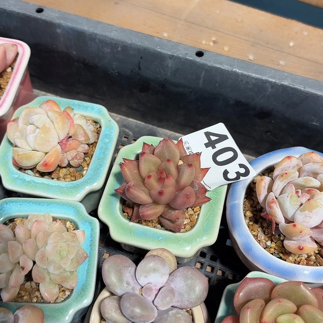 胡***思多肉杂交带盆发货403