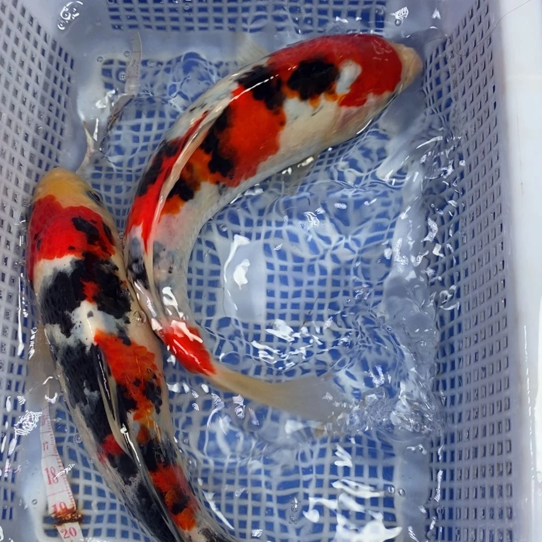 锦鲤冷水锦鲤包邮