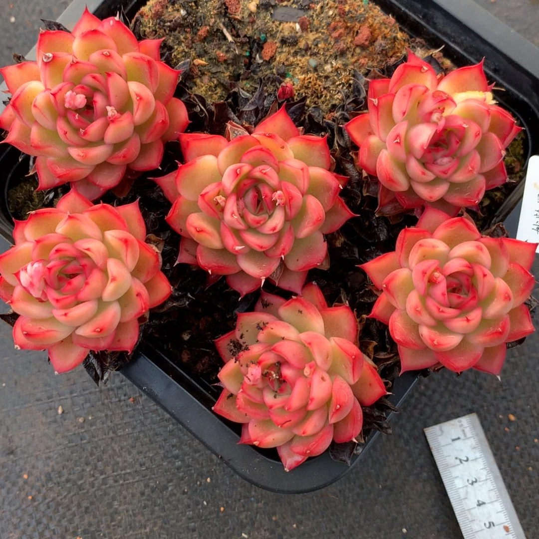 8729杂交多肉老桩