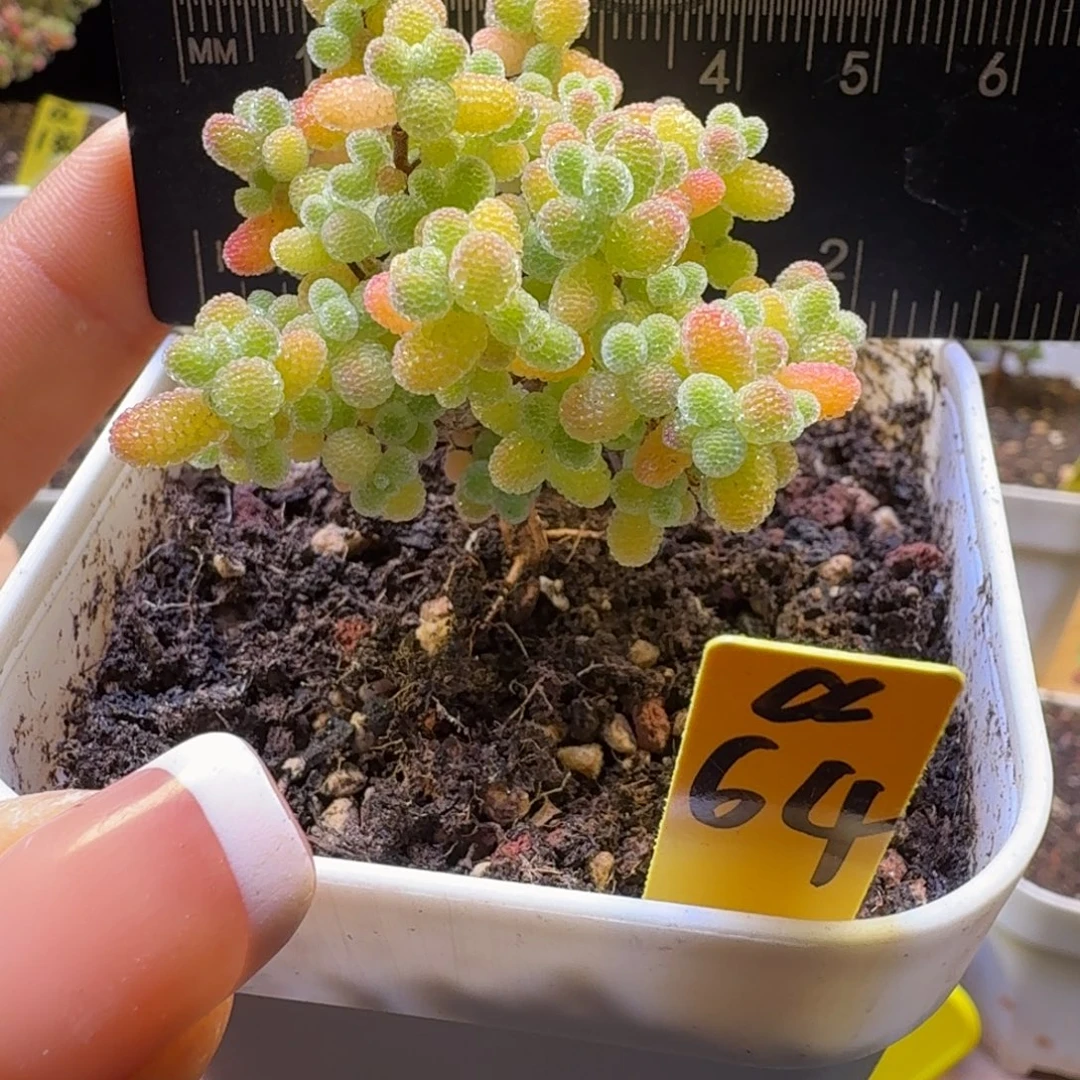 a64号橘子糖冠服5厘米左右