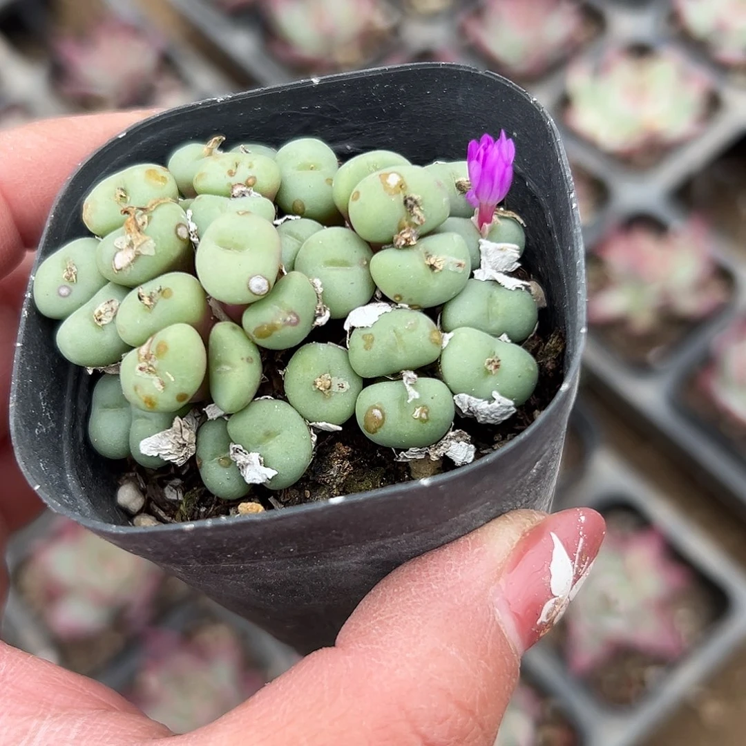 多肉植物小饼脸开花