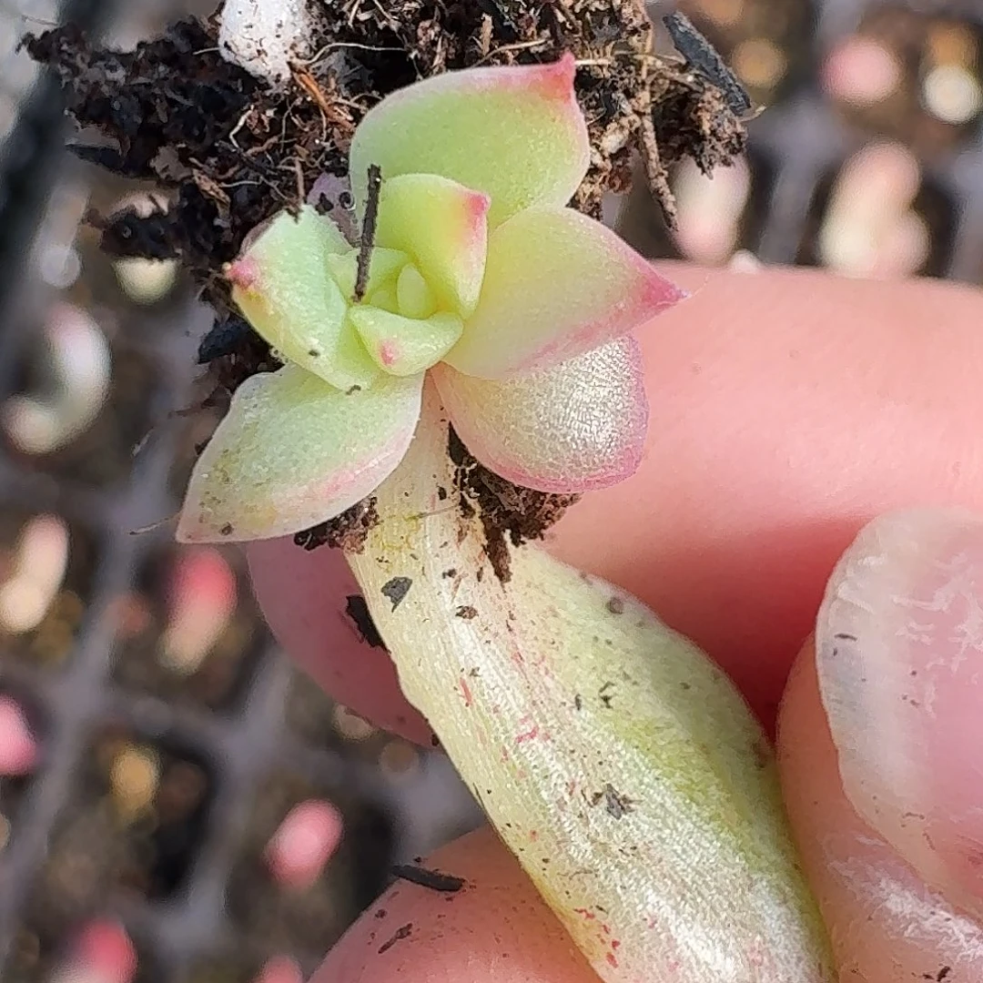 三文鱼潜力股一物一拍