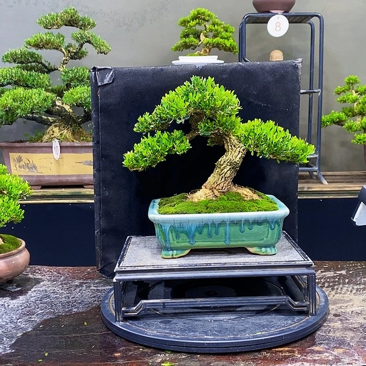 无花朵黄杨盆景四季常青