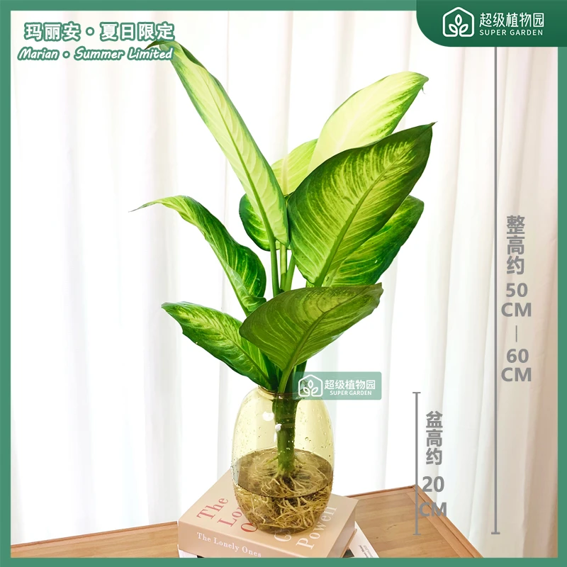 水培玛丽安盆栽室内观叶绿植客厅耐阴净化空气办公室四季好养植物