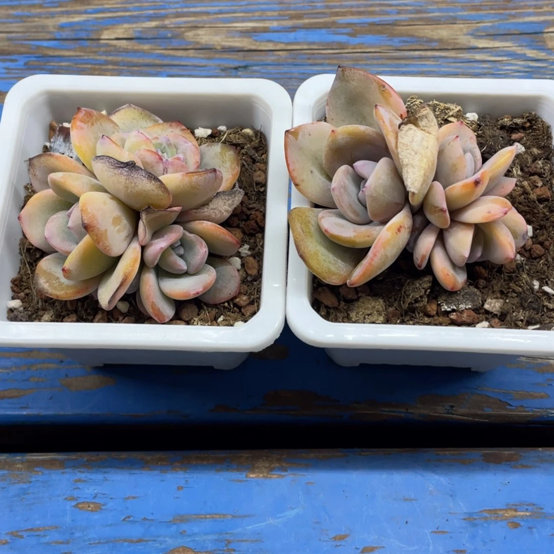 韩版奶茶两个一组有个叶片有冻伤瑕疵