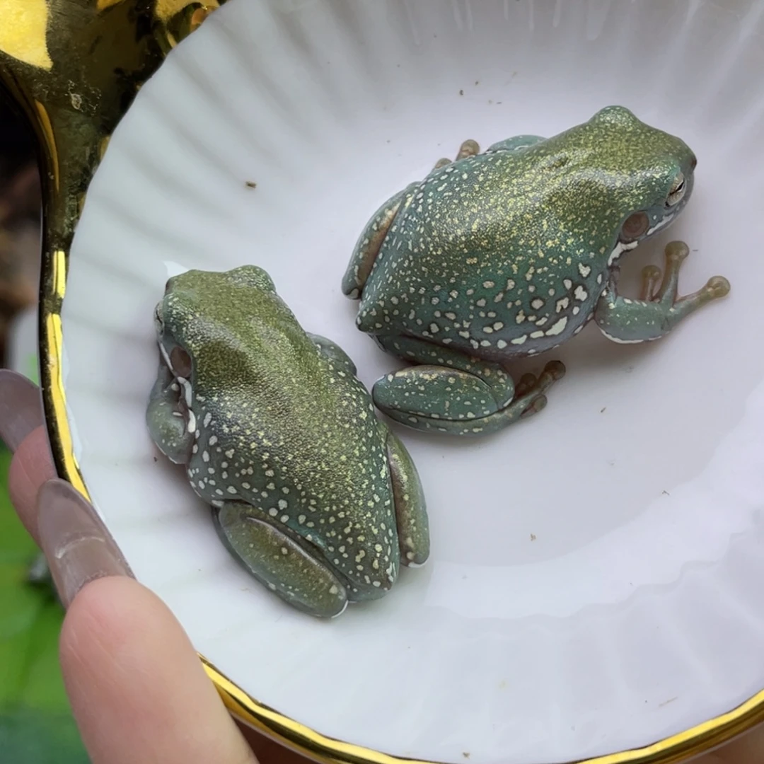 迪****老爷树蛙澳蓝鎏金暴雪一对