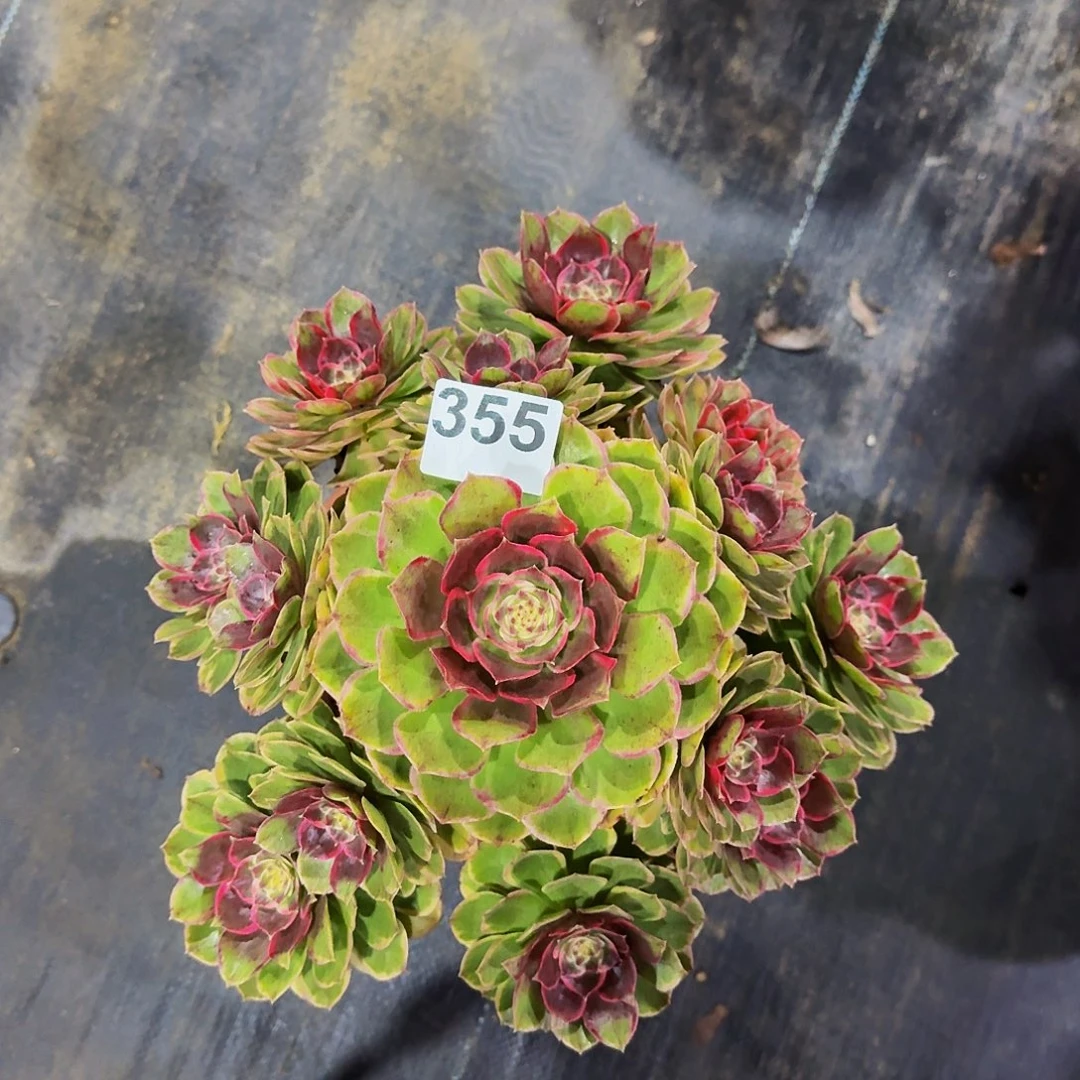 355粉花妖冠服30公分