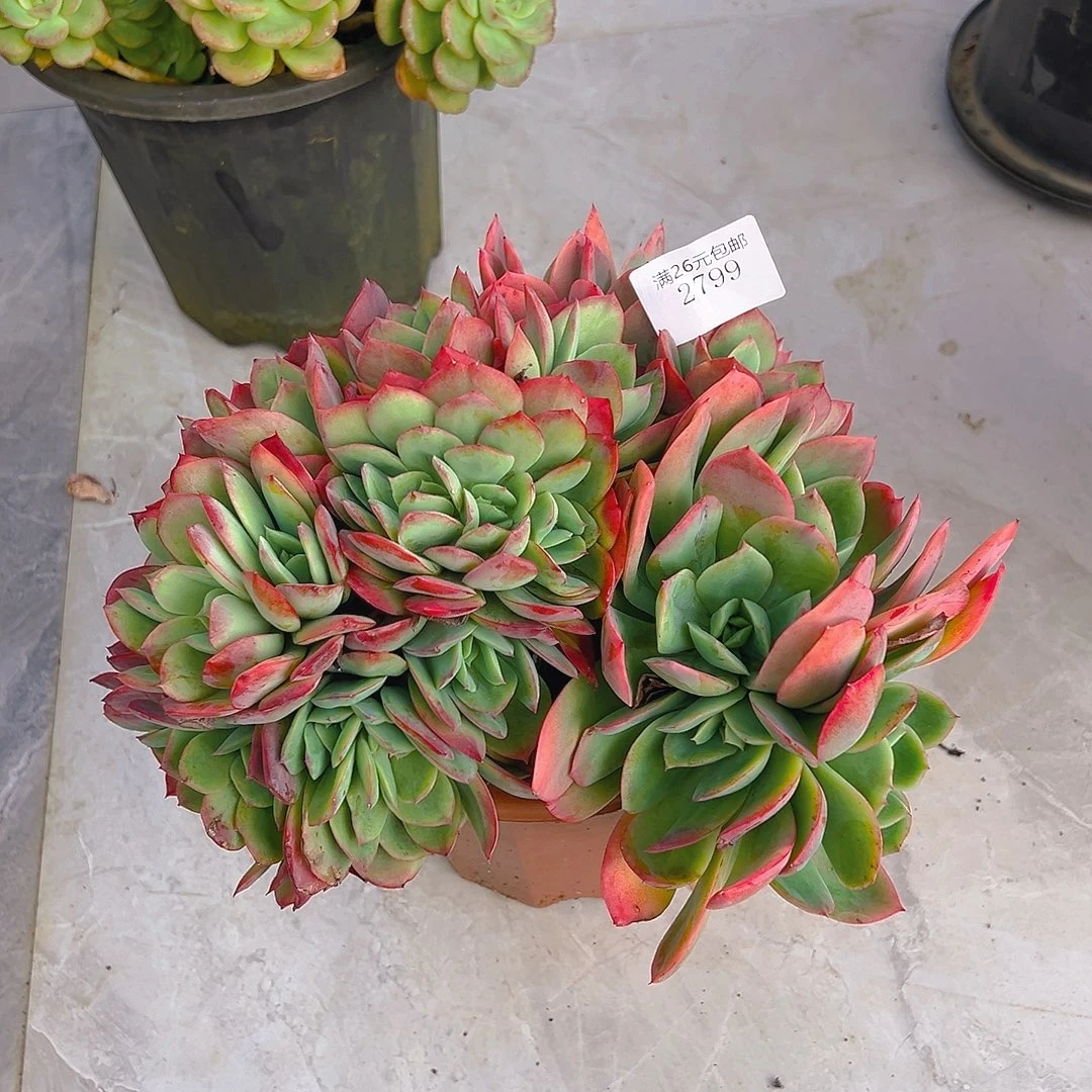 用***32799绮罗多肉植物多肉