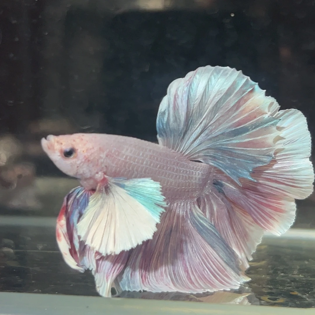 斗鱼9号高端上新：鱼场新颜色莫奈紫大耳