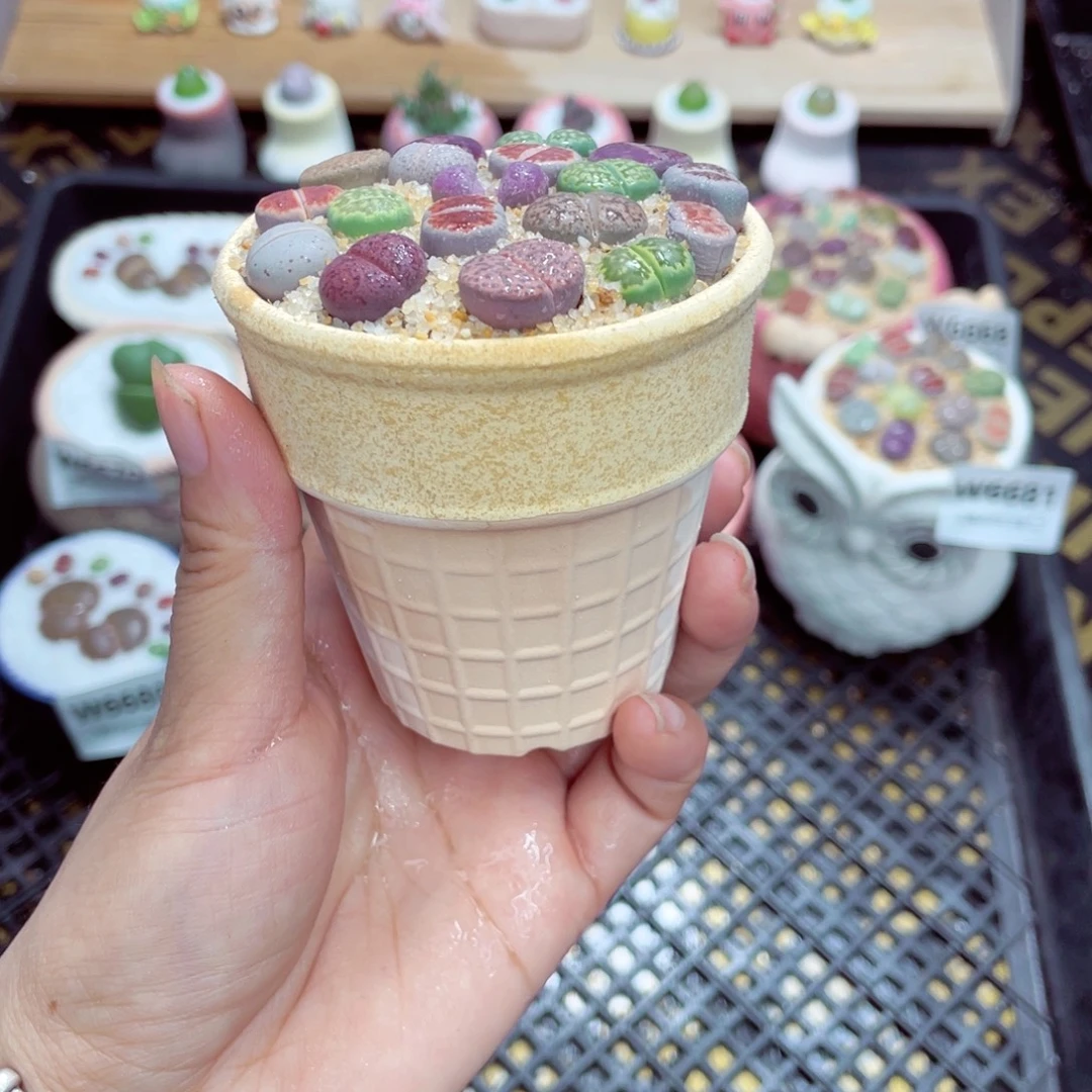 w6682 带盆土发货一物一拍