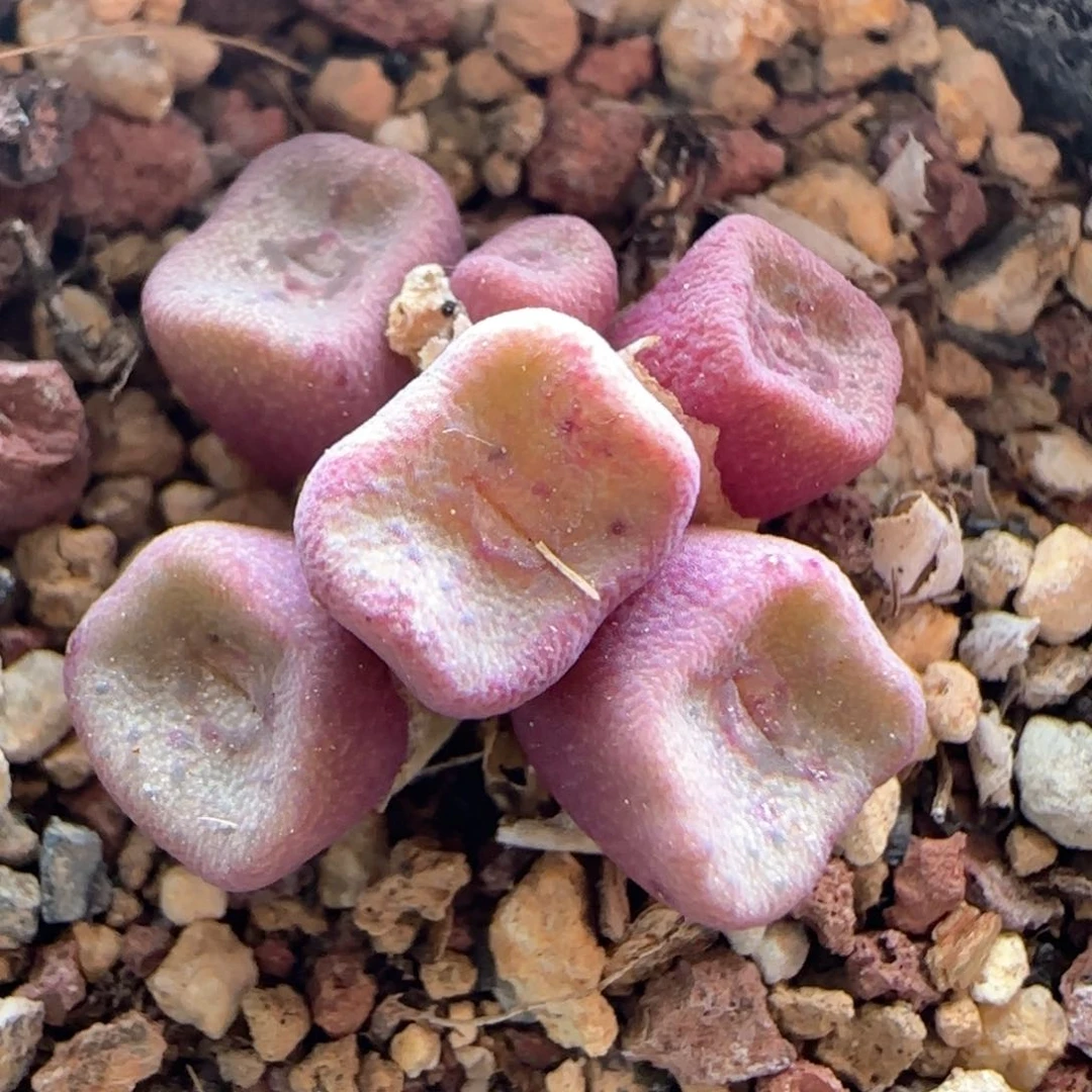 4315 大白多肉植物园