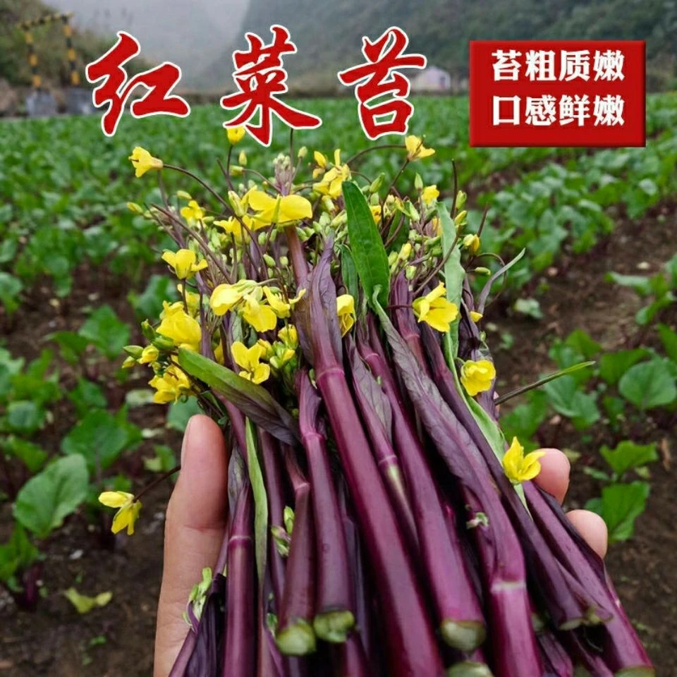 耐寒可越冬秋播多茬采收红菜苔种子广东菜心蔬菜种籽红芥兰菜种子