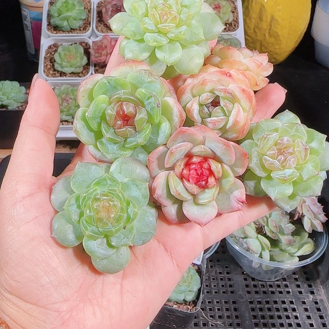 1006---194一物一拍