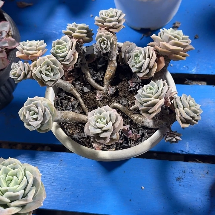 煥***无花朵可爱玫瑰发货48小时