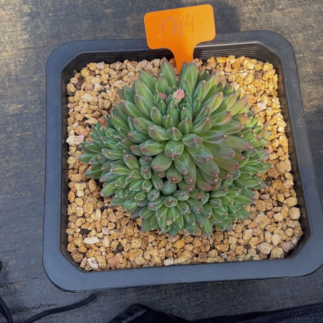 1794号上午多肉植物群生多肉