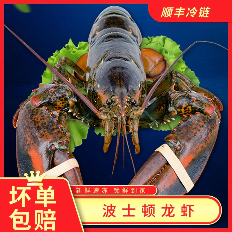鲜活9-10两冷冻龙虾波士顿龙虾冰冻特大波龙虾海鲜水产鲜美