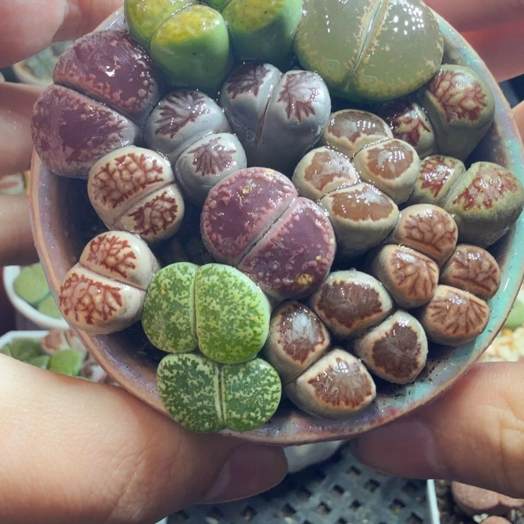 多肉植物的生长发育和生长733