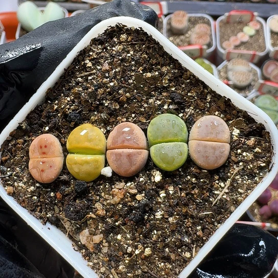 生石花23:：：。   133
