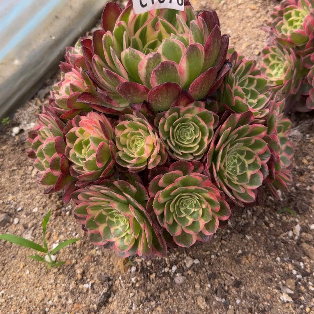 晏*1076海王到秋天。 多肉植物