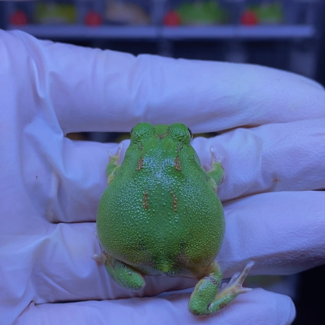 角蛙波子角蛙包空运一只