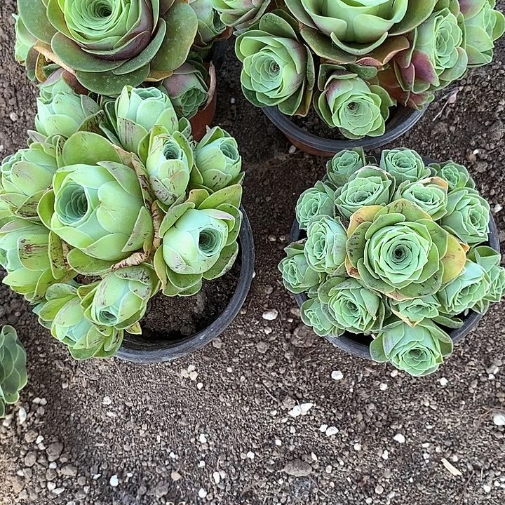 无花朵岩**妹多肉植物121号4颗