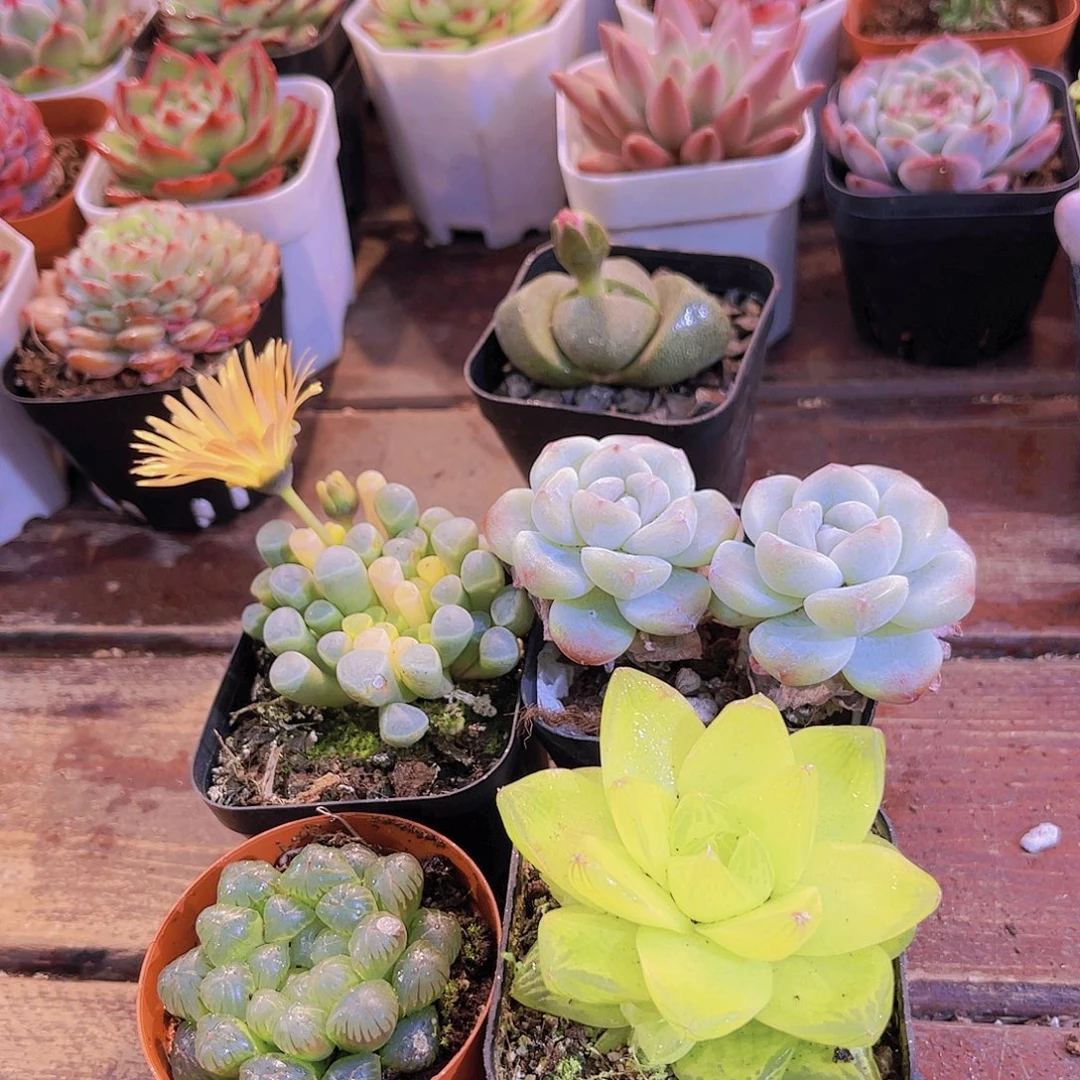 五十锦➕冰玉多➕黄金雨露➕姬雨露