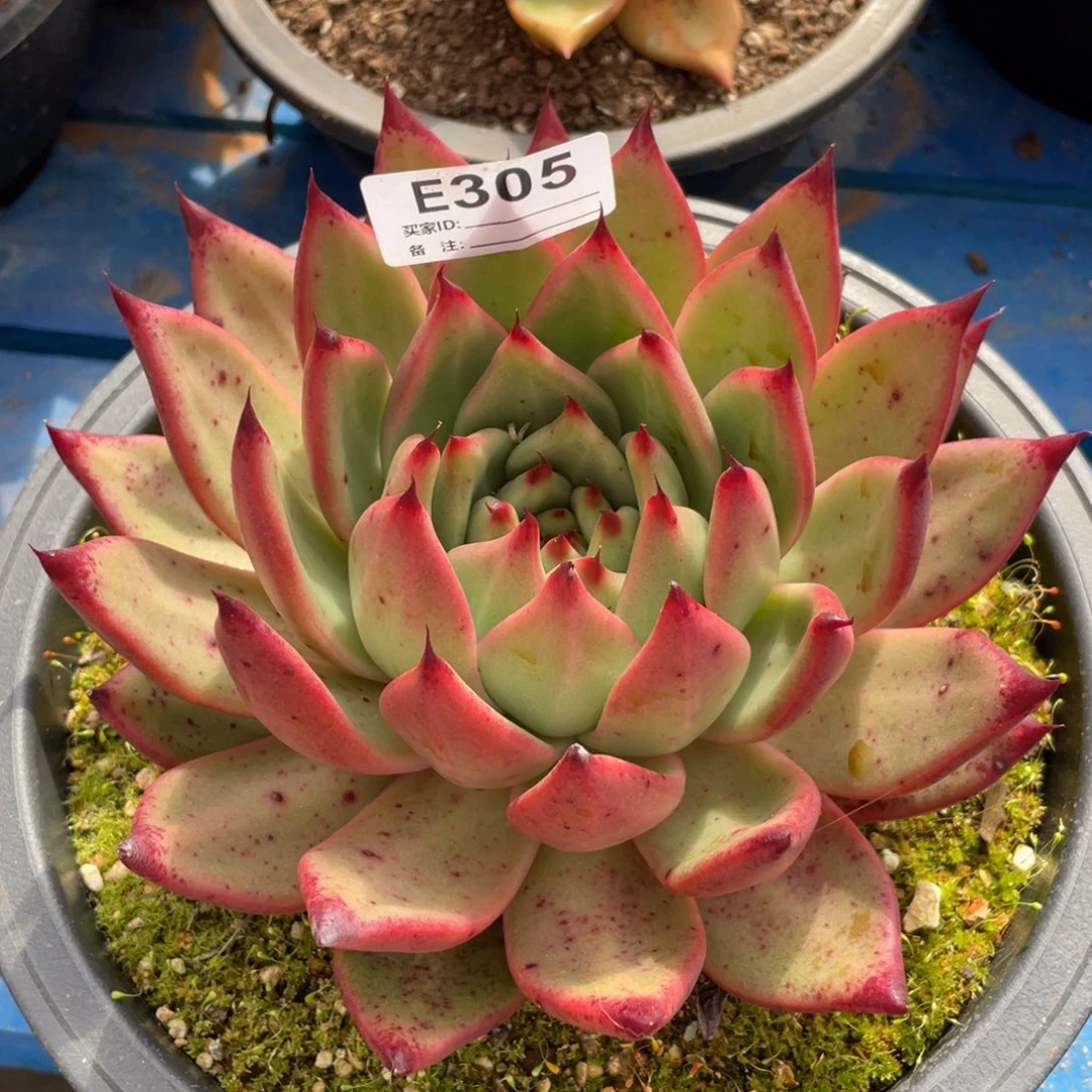 无花朵若如东云单拍E305