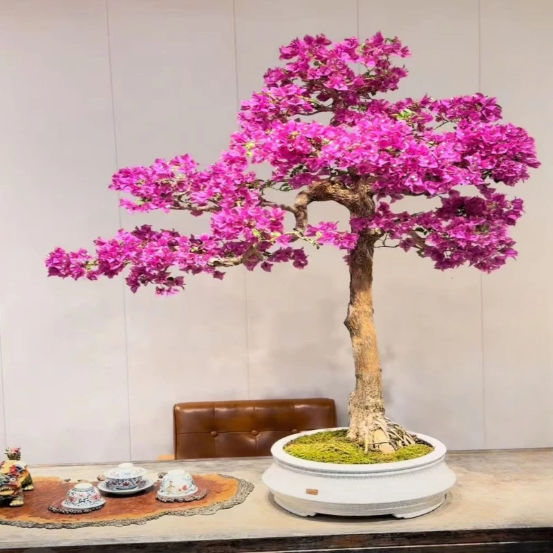 中端型【一物一拍】三角梅盆景