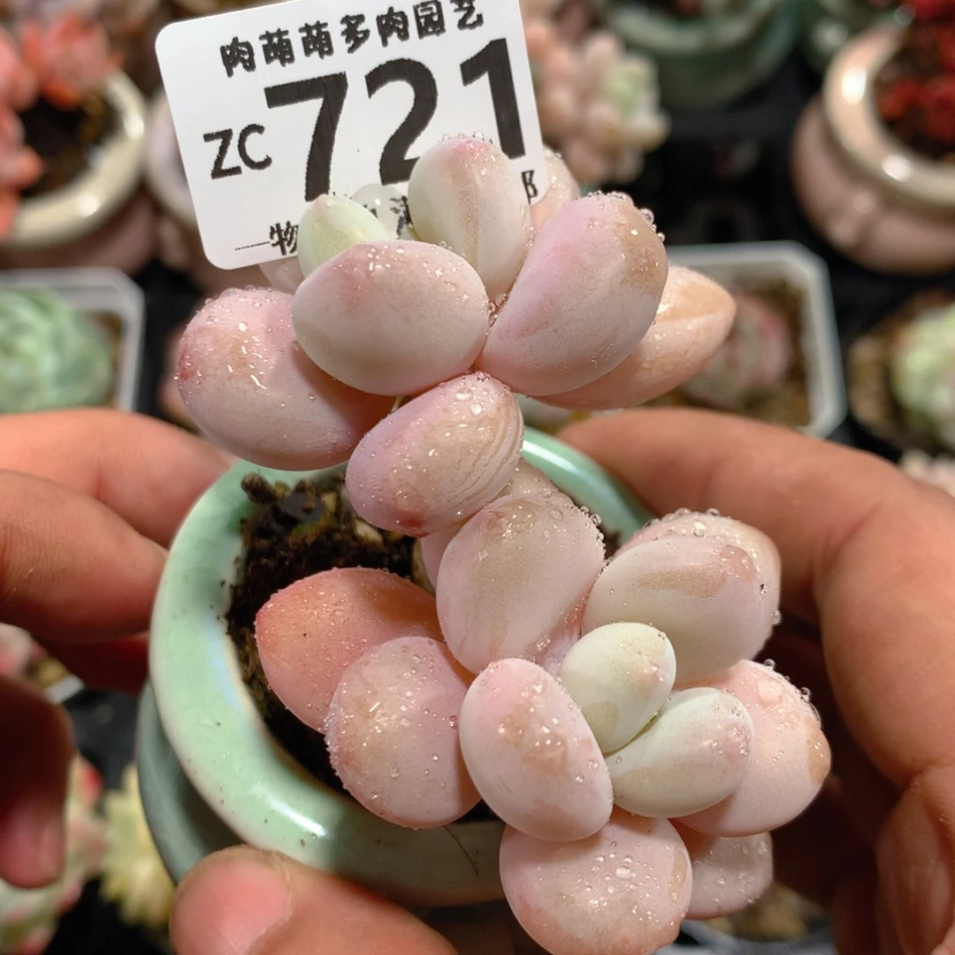 5CM拇指盆精控多肉ZC721