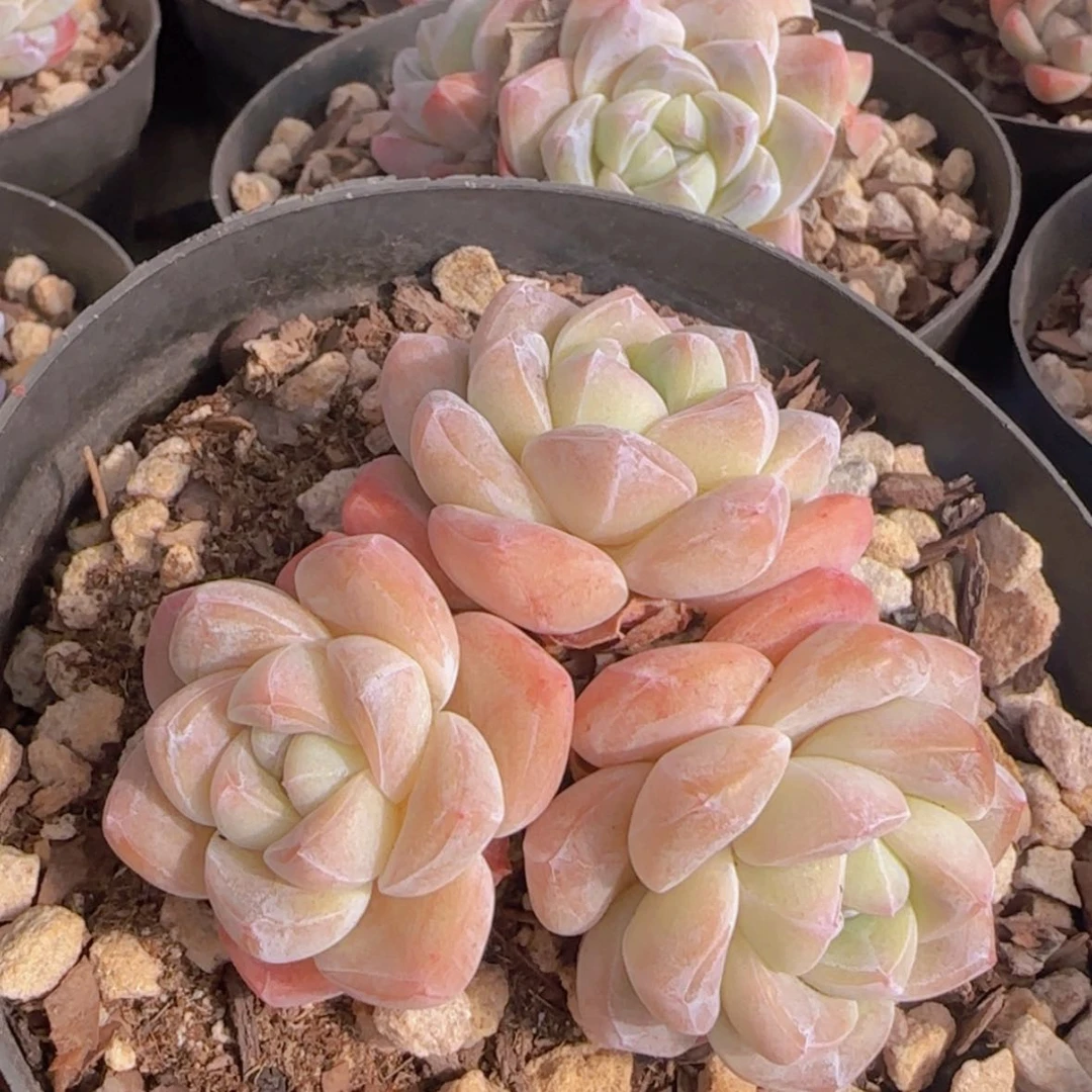 【闪购商品】三头控养冰玉