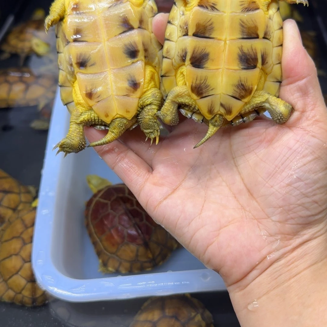 M***D公母搭配宠物龟背甲7.5 8.2