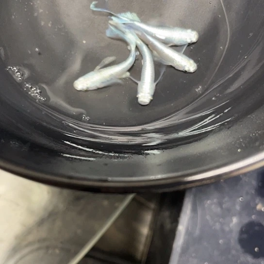 青鳉鱼观背青鳉 真长天使之翼