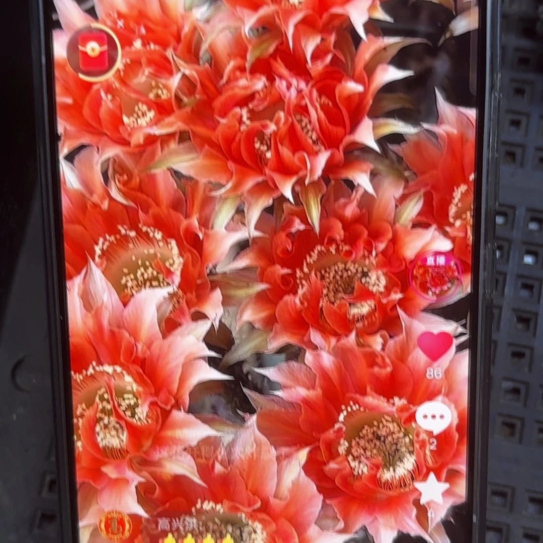 A119彩侧牙20包邮仙人球51