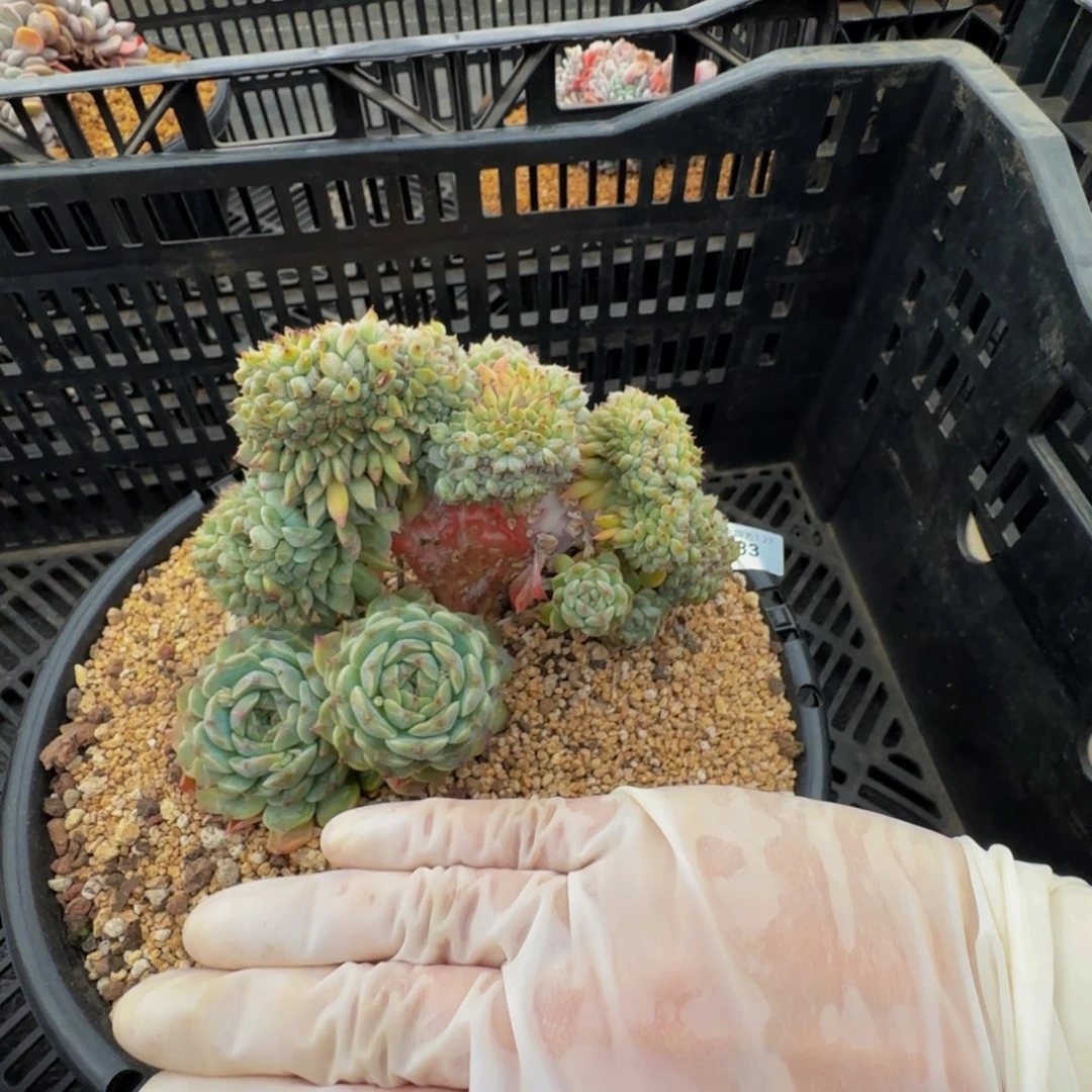 沉****6q q q q q q q q 33