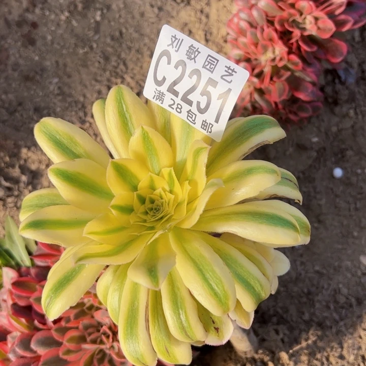 2251绿魄多肉植物法师