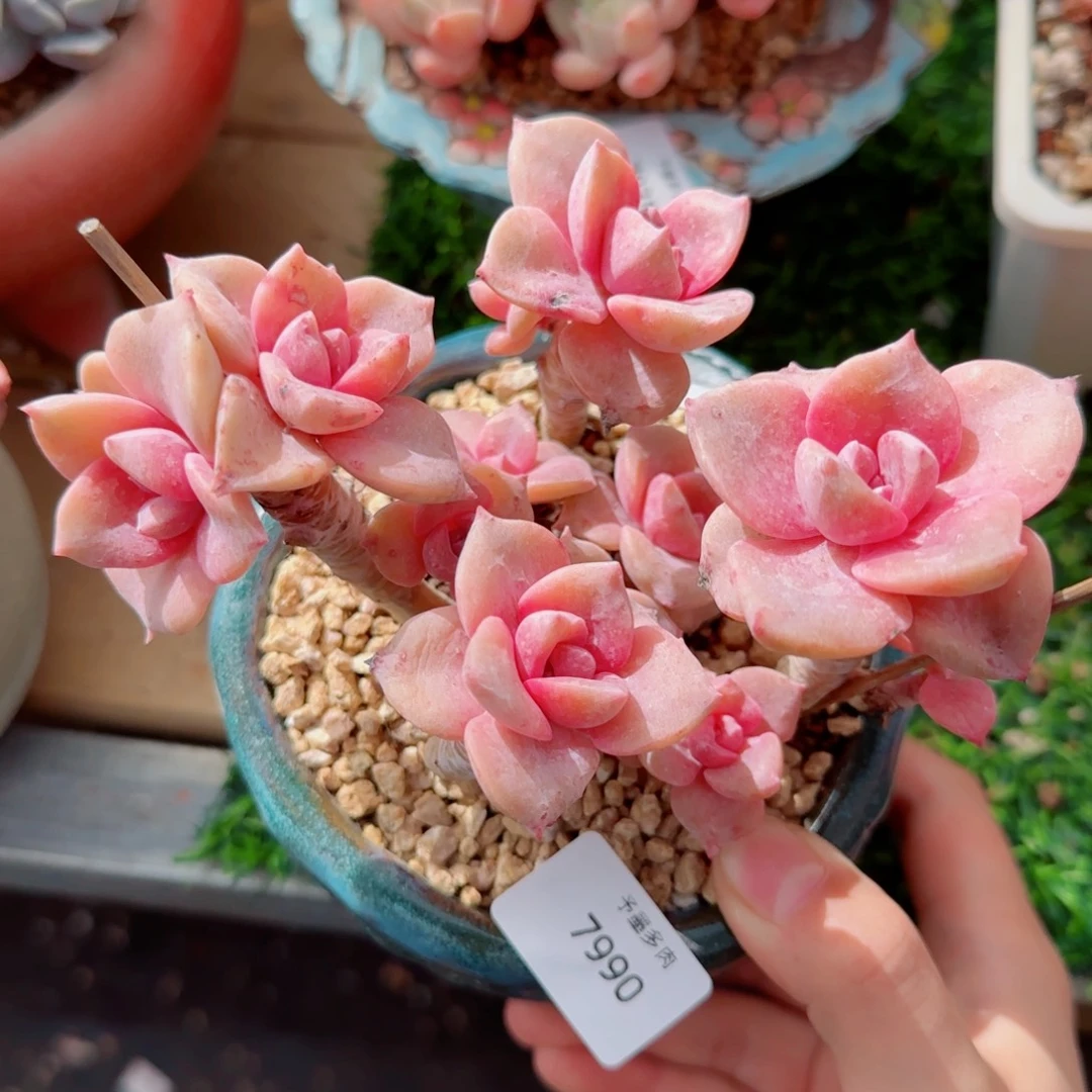 彩虹糖无砍，7990多肉植物