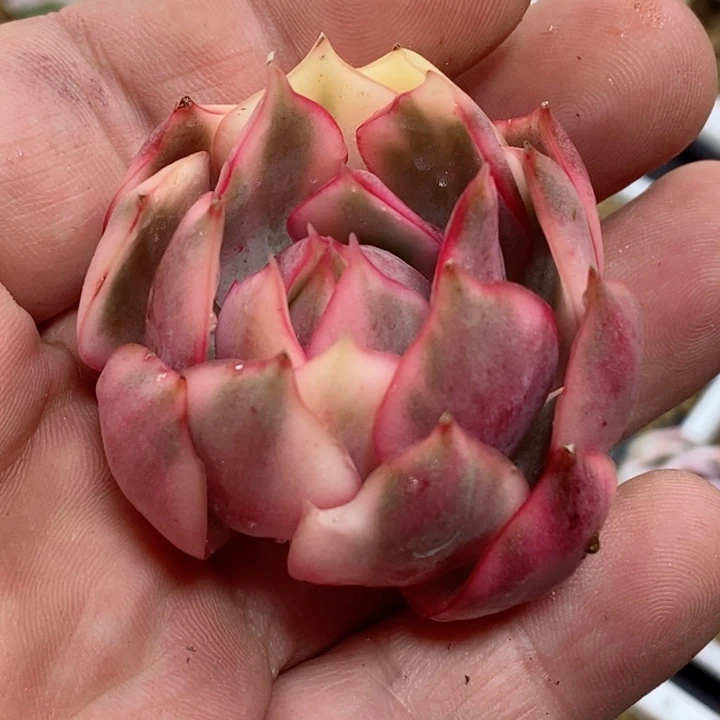 宝莲灯锦 小方花圃一物一拍