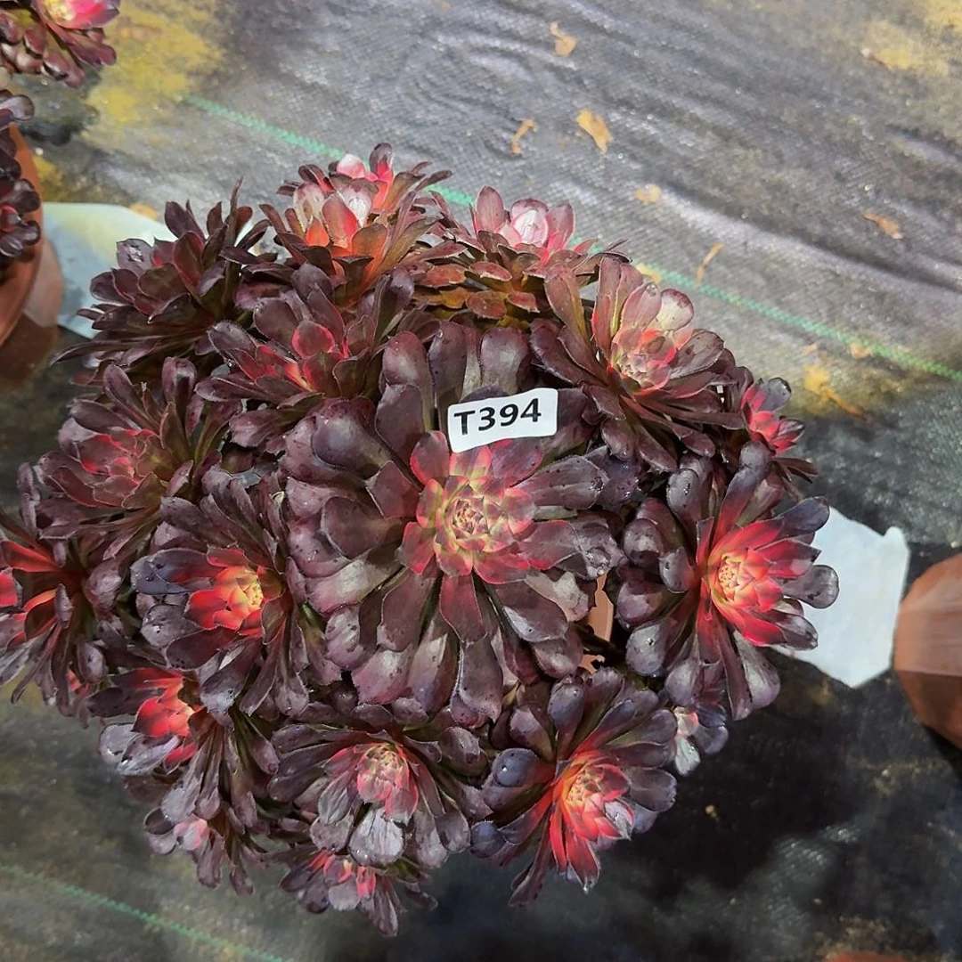 全部花朵394烟花44冠服30左右