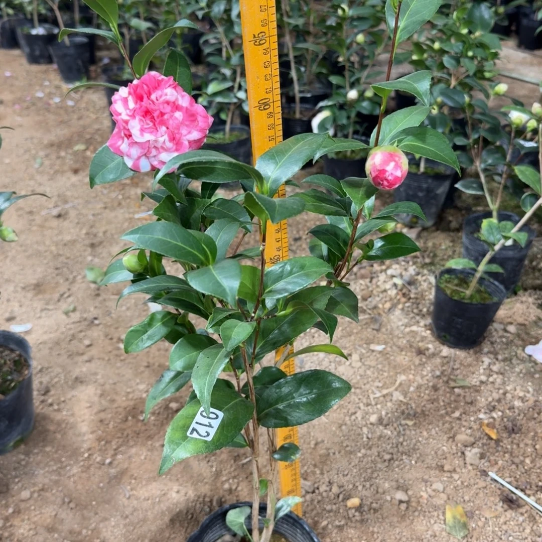 少量花朵（建议范围：2朵-5朵 或40%以下）912彩虹天使