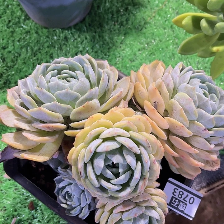 劳林0783多肉植物