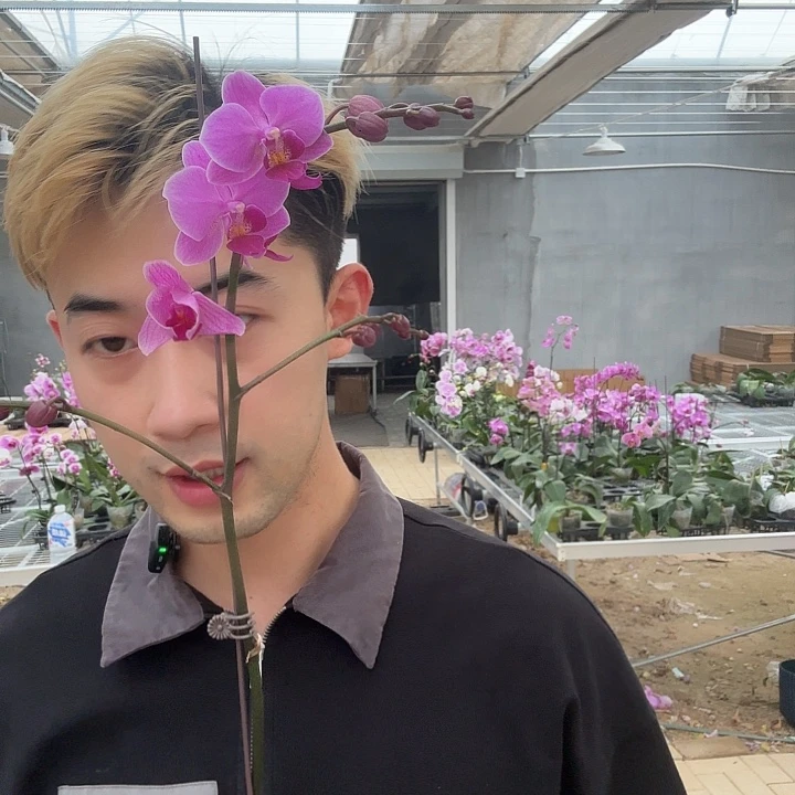 完全开放婚宴蝴蝶兰
