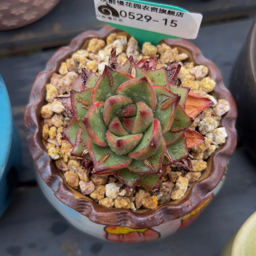 多肉一物一拍0529-15