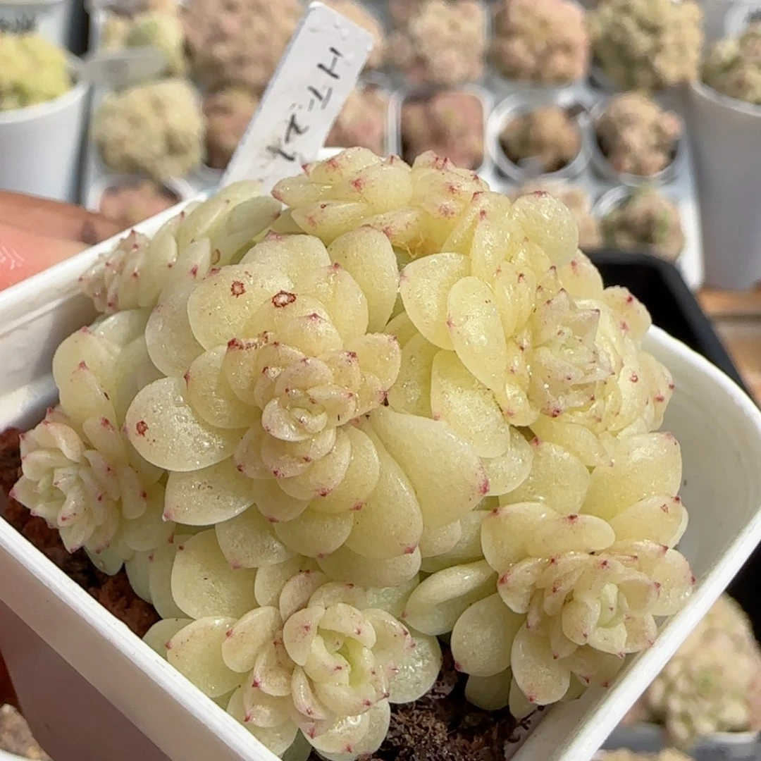 【闪购商品】0217-89（ht-21）