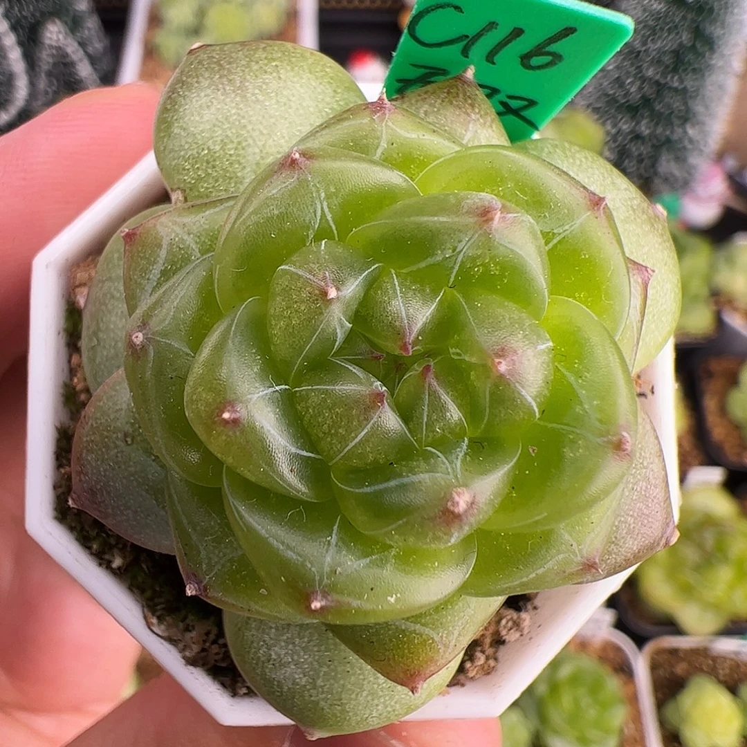 C116,单头无双珍妮