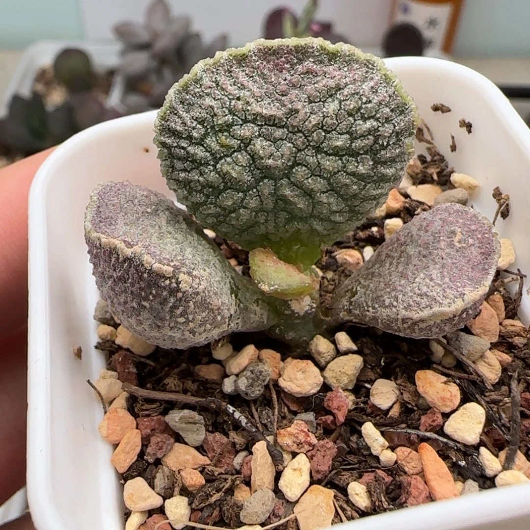 园艺水泡多肉植物