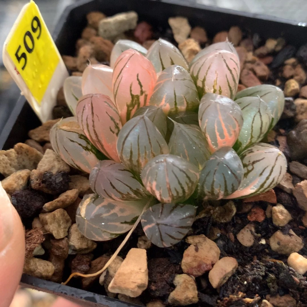 以实际为准509霓虹灯