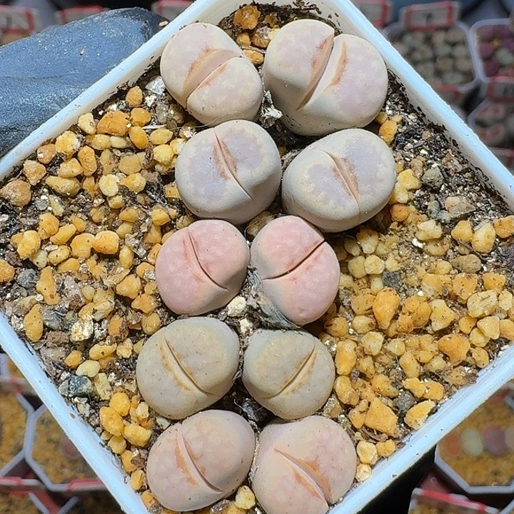 生石花1111111。 麻花辫。  190